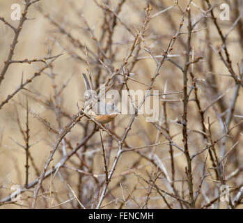 Western subalpini trillo, Sylvia cantillans, maschio in primavera, Foto Stock