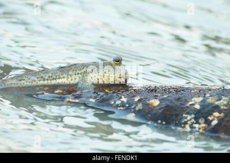 Ritratto di un oro maculato skipper di fango Foto Stock