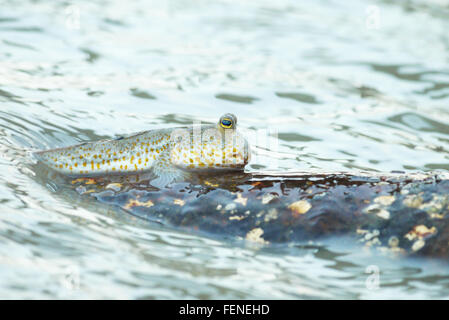 Ritratto di un oro maculato skipper di fango Foto Stock