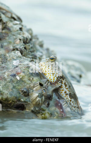 Ritratto di un oro maculato skipper di fango Foto Stock