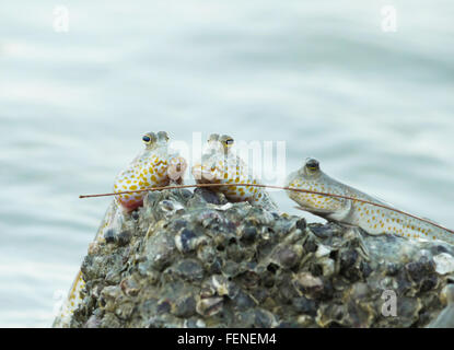 Ritratto di un oro maculato skipper di fango Foto Stock