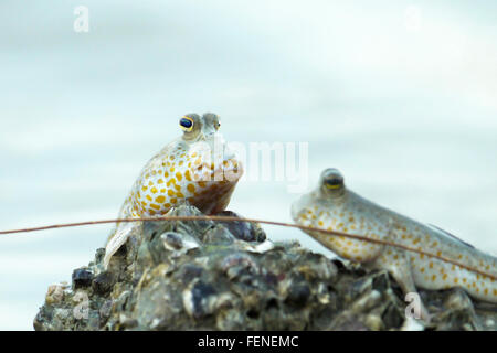 Ritratto di un oro maculato skipper di fango Foto Stock