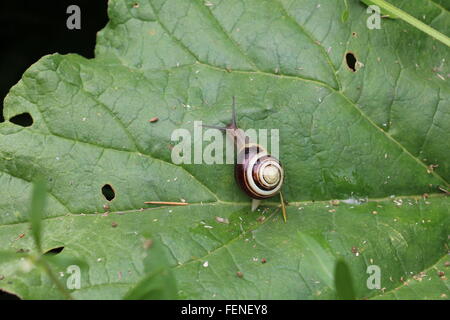 Giardino lumaca, Helix Aspersa, scivolando su una verde foglia di rabarbaro in un paese giardino nello Shropshire, Inghilterra. Foto Stock
