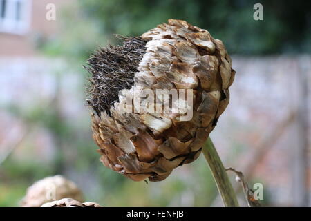 Carciofo essiccato seme head, Cynara cardunculus in autunno, Inghilterra meridionale Foto Stock