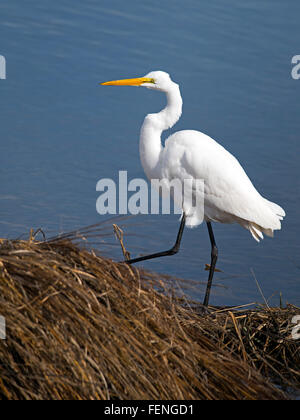 Airone bianco maggiore Foto Stock