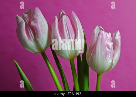 Tre tulipani rosa su sfondo rosa Foto Stock