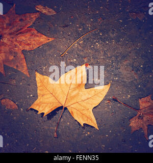 Autunno sfondo con Foglia di acero sulla strada vicino. Nei toni dell'immagine. Instagram Effetto colore aggiunto. Foto Stock