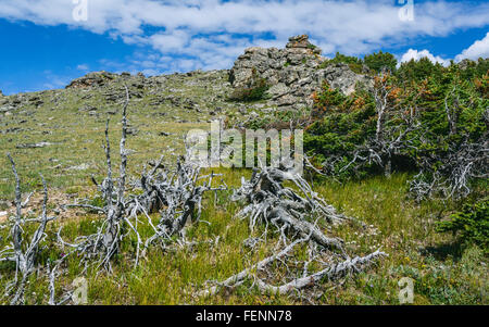 I detriti di marcio, alberi di cipresso e massi lungo una alta cresta delle montagne rocciose in estate, Colorado, Stati Uniti d'America. Foto Stock