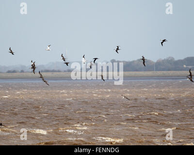 Gannett, Morus bassanus, Sula bassana, Foto Stock