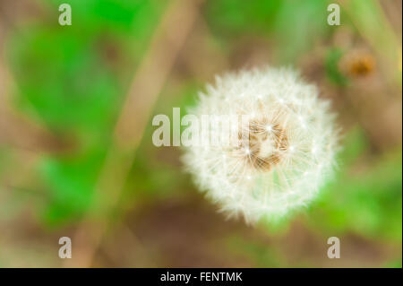 Fiore di tarassaco, seme head (Taraxacum officinale ) nel campo Foto Stock