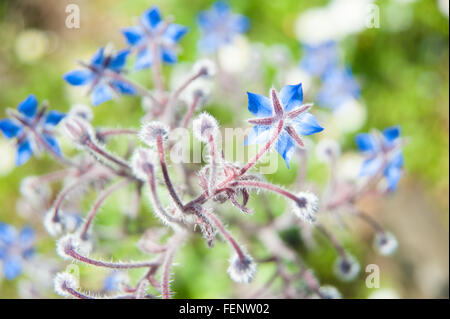 Fiori di borragine, olio di borragine, borragine, piante selvatiche fiori blu Foto Stock