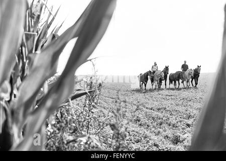 B&W immagine dell uomo e della donna di equitazione e leader di sei cavalli nel campo Foto Stock