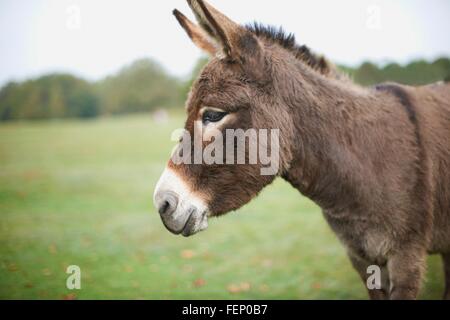 Ritratto di asino cute nel campo Foto Stock