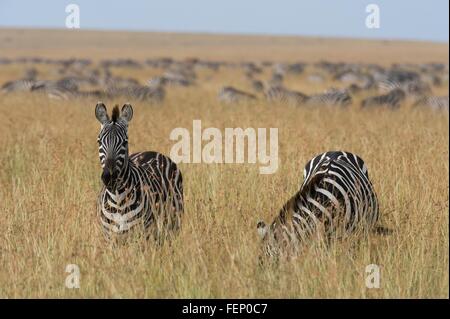 Le pianure zebre (Equus quagga), il Masai Mara, Kenya, Africa Foto Stock