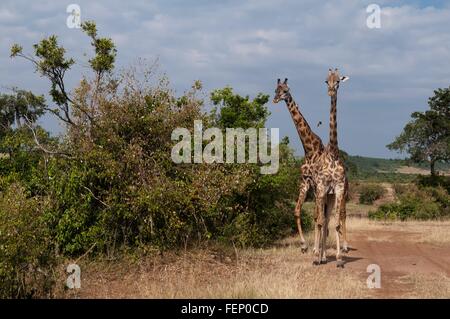 Masai giraffe (Giraffa c. tippelskirchi), il Masai Mara, Kenya, Africa Foto Stock