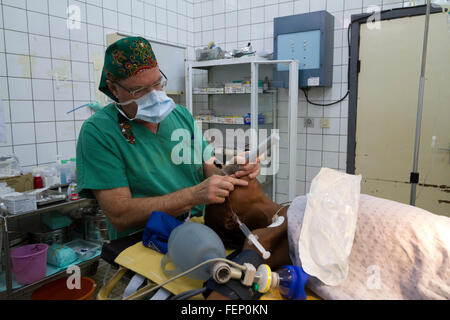 Interventi chirurgici in sala operatoria ,MSF ospedale, Rutshuru, Nord Kivu, nella Repubblica democratica del Congo, LA REPUBBLICA DEMOCRATICA DEL CONGO,Africa centrale Foto Stock