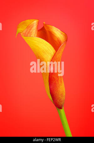 Arancione calla lily zantedeschia fiore, su sfondo rosso Foto Stock