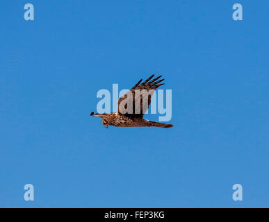 Femmina di Northern Harrier fuori la caccia Foto Stock