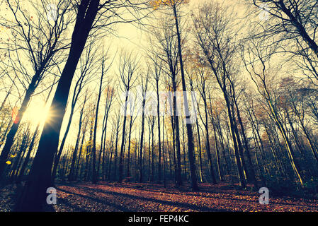 Alberi senza foglie nel bosco in autunno Foto Stock