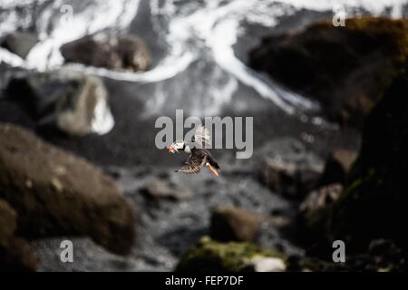 Vista laterale di puffin battenti a metà in aria, Islanda Foto Stock