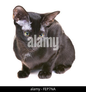 Black oriental shorthair cat, isolato su sfondo bianco Foto Stock