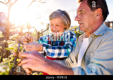 Close up. Coppia senior potatura di alberi in fiore nel giardino soleggiato Foto Stock