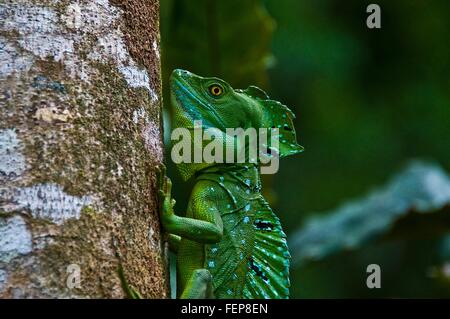 Vista laterale di piumati o double crested basilisco (Basiliscus plumifrons) presa di tronco di albero, Costa Rica Foto Stock