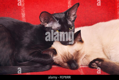 Oriental shorthair e thai gatti dorme sul divano Foto Stock