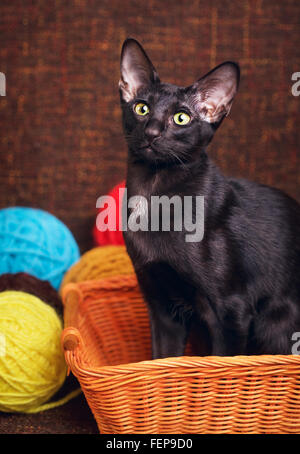 Black oriental shorthair cat seduta nel cesto in legno con sfere di lana Foto Stock