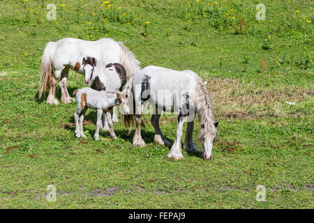 Due fattrici in piedi nel sole pascoli, con un puledro e un pony nelle vicinanze permanente Foto Stock