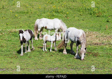 Due fattrici in piedi nel sole pascoli, con un puledro lì vicino e un pony a piedi Foto Stock