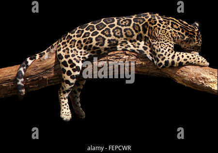 Un africano leopard è tenuto asnooze/ nap/ dormire nel pomeriggio di sole. Isolato su nero. Foto Stock