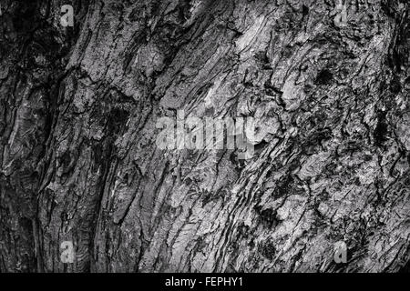 Corteccia di albero in bianco e nero la texture Foto Stock