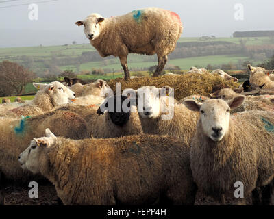 Una elevata pecore sorge su balle di insilato di paglia a vantaggio nel resto del gregge alimentare a livello del suolo in campo fangoso in una pittoresca campagna Foto Stock