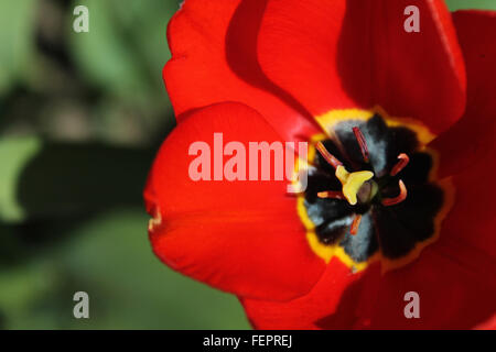 Red tulip set testa contro il verde delle foglie Foto Stock
