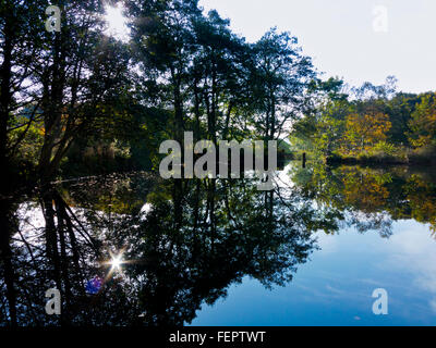 Gli alberi si riflette ancora in acqua calma con sunburst che brilla attraverso i rami Foto Stock