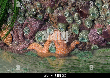 Sea Life a bassa marea con riflessioni, Chesterman Beach, Tofino, British Columbia Foto Stock