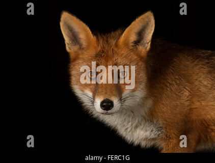 Fox da vicino Foto Stock