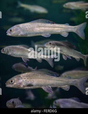 Scuola di arctic grayling acqua dolce fredda pesce nuotare in acquario ripleys toronto Foto Stock