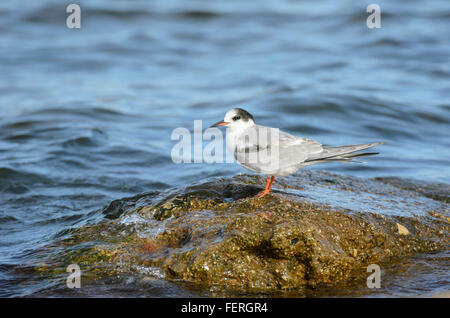 I capretti Common Tern Sterna hirundo in piedi su una roccia Foto Stock