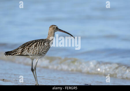 Eurasian Curlew Numenius arquata in piedi sul mare del golfo di Riga Foto Stock