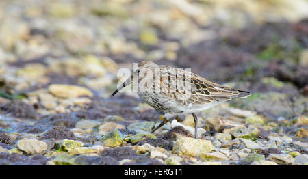 Dunlin Calidris alpina Bambino a camminare su una spiaggia del golfo di Riga Foto Stock