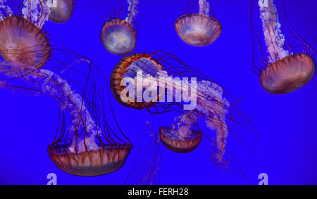 Mare pacifico ortica con lunghi tentacoli urticante nuotare in Acquario Ripleys Toronto Foto Stock