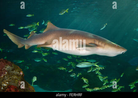 Un marrone squalo nutrice con barbigli nuoto con le scuole di pesce Foto Stock