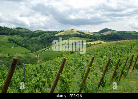 Vigneti e colline di Oltrepo Pavese nella regione Lombardia di Italia Foto Stock