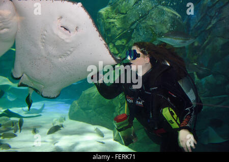 Scuba Diver calamari di alimentazione per un southern stingray a Ripley's acquario toronto Foto Stock