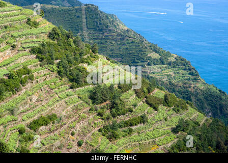 Vigneti e colline nel Parco Nazionale delle Cinque Terre, Italia Foto Stock