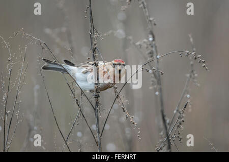 Redpoll minore (cabaret Acanthio) Foto Stock