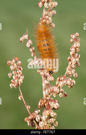 Una Palude Salata Tarma (Estigmene acrea) caterpillar (larva) alimenta on curly Dock (Rumex crispus). Foto Stock