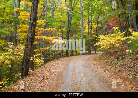 Caduta delle Foglie lungo la ricca strada di montagna nel Parco Nazionale di Great Smoky Mountains. Foto Stock